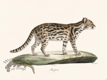Cuvier 119 Margay Cat of S America